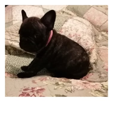 Les chiots de Bouledogue français