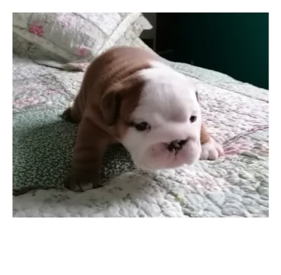 Les chiots de Bulldog Anglais