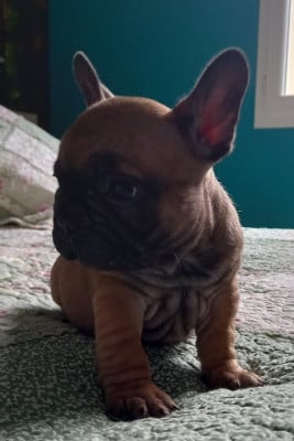 Les chiots de Bouledogue français