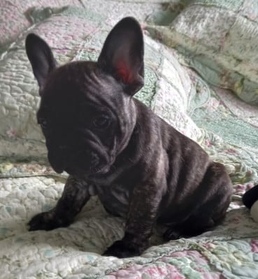 Les chiots de Bouledogue français