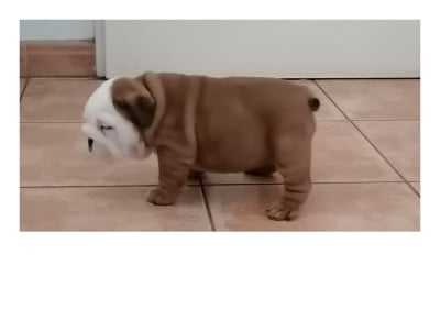 Les chiots de Bulldog Anglais