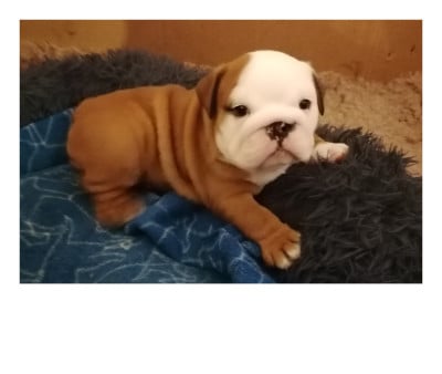 Les chiots de Bulldog Anglais