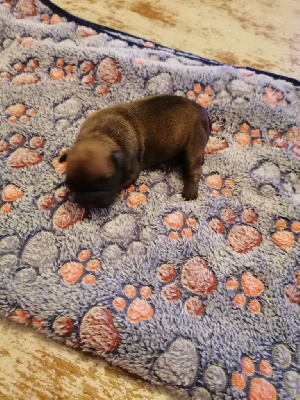 Les chiots de Bouledogue français