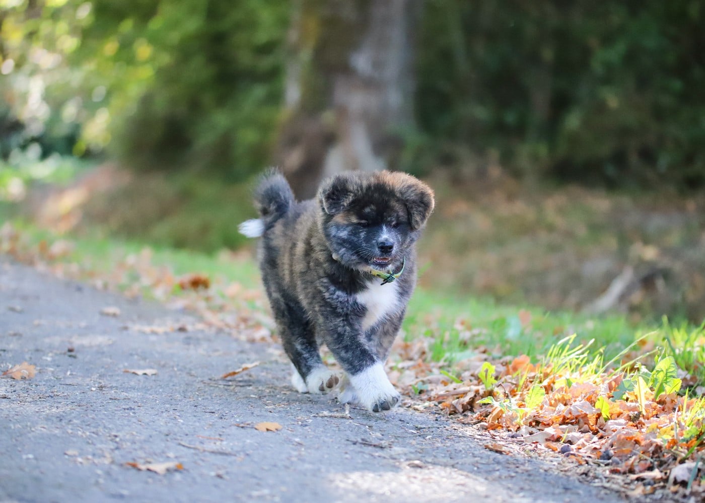 aozora hotaru itsuki