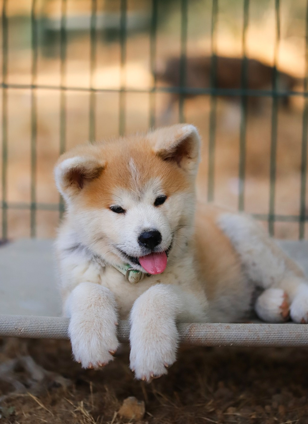 Haruka - Akita