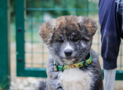 Les chiots de Akita