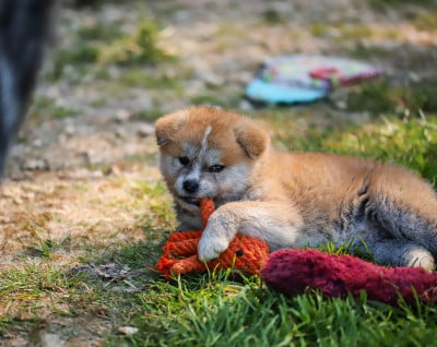 Les chiots de Akita
