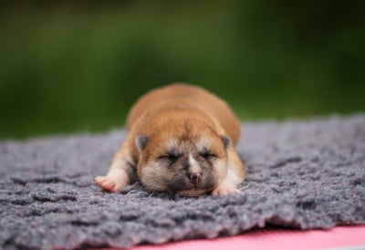 Les chiots de Akita