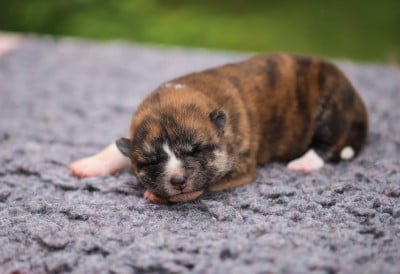 Les chiots de Akita