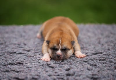 Les chiots de Akita