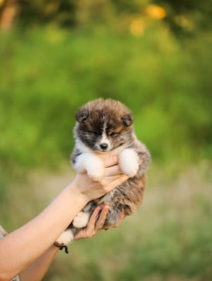 Les chiots de Akita