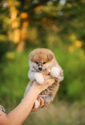 Les chiots de Akita