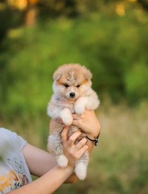 Les chiots de Akita