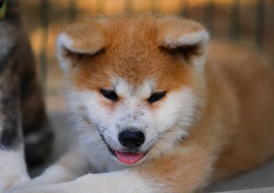 Akita