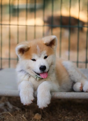Les chiots de Akita