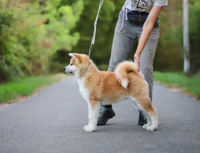 Les chiots de Akita