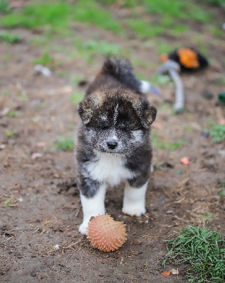 Les chiots de Akita