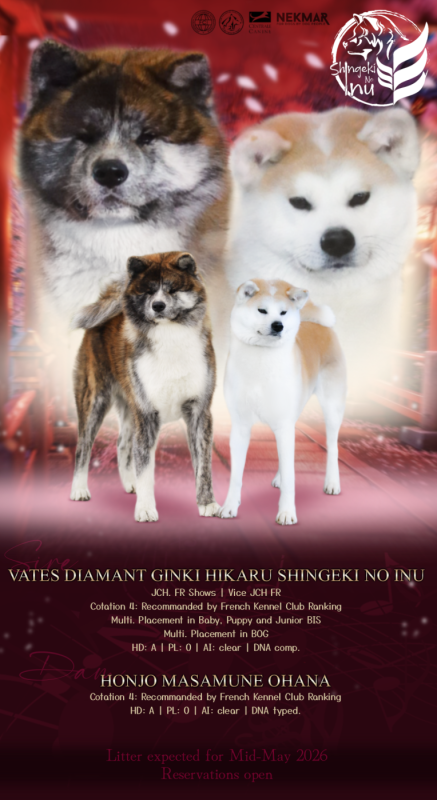 Akita - Shingeki No Inu