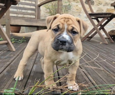 Les chiots de Bulldog continental