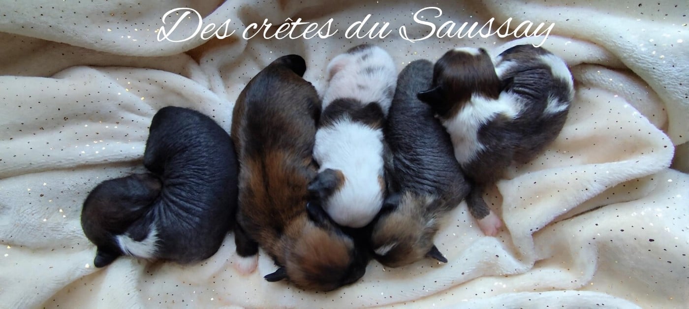 Chien chinois à crête - Des Crêtes Du Saussay