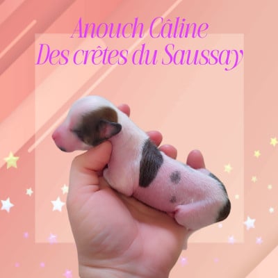 Les chiots de Chien chinois à crête