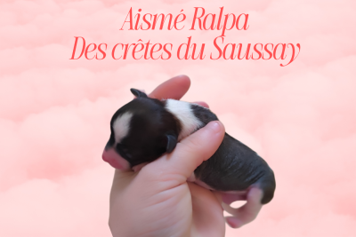 Les chiots de Chien chinois à crête