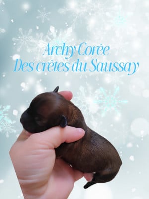 Les chiots de Chien chinois à crête