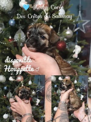 Les chiots de Chien chinois à crête