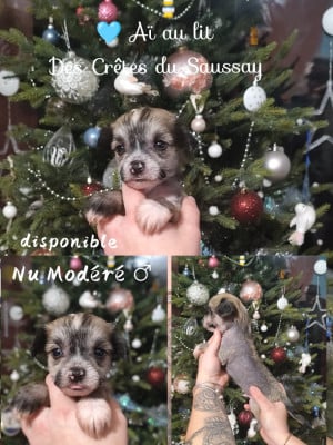 Les chiots de Chien chinois à crête