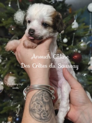 Les chiots de Chien chinois à crête