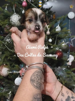 Les chiots de Chien chinois à crête