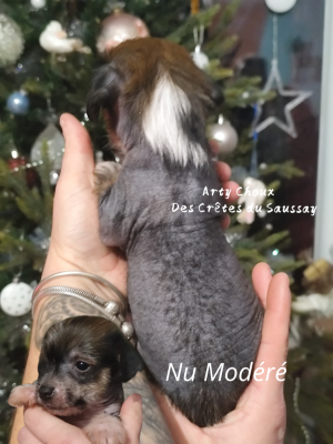 Les chiots de Chien chinois à crête