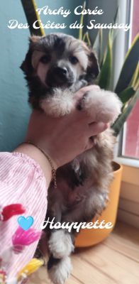 Les chiots de Chien chinois à crête