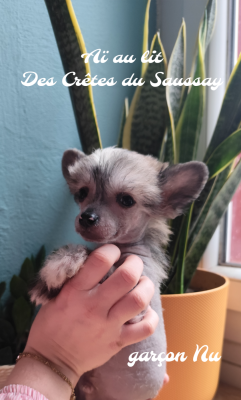 Les chiots de Chien chinois à crête