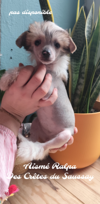 Les chiots de Chien chinois à crête