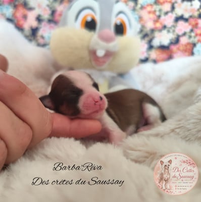 Les chiots de Chien chinois à crête