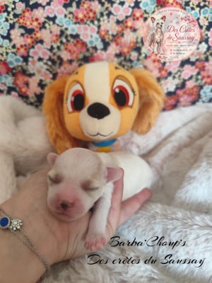 Les chiots de Chien chinois à crête