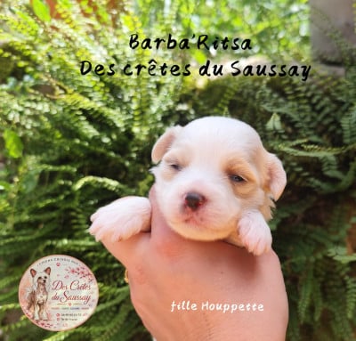 Les chiots de Chien chinois à crête