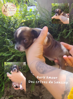 Les chiots de Chien chinois à crête