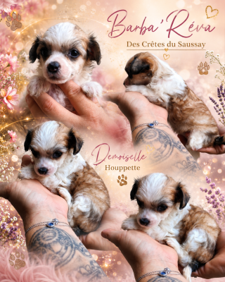 Les chiots de Chien chinois à crête