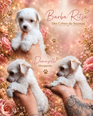 Les chiots de Chien chinois à crête