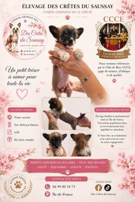 Les chiots de Chien chinois à crête