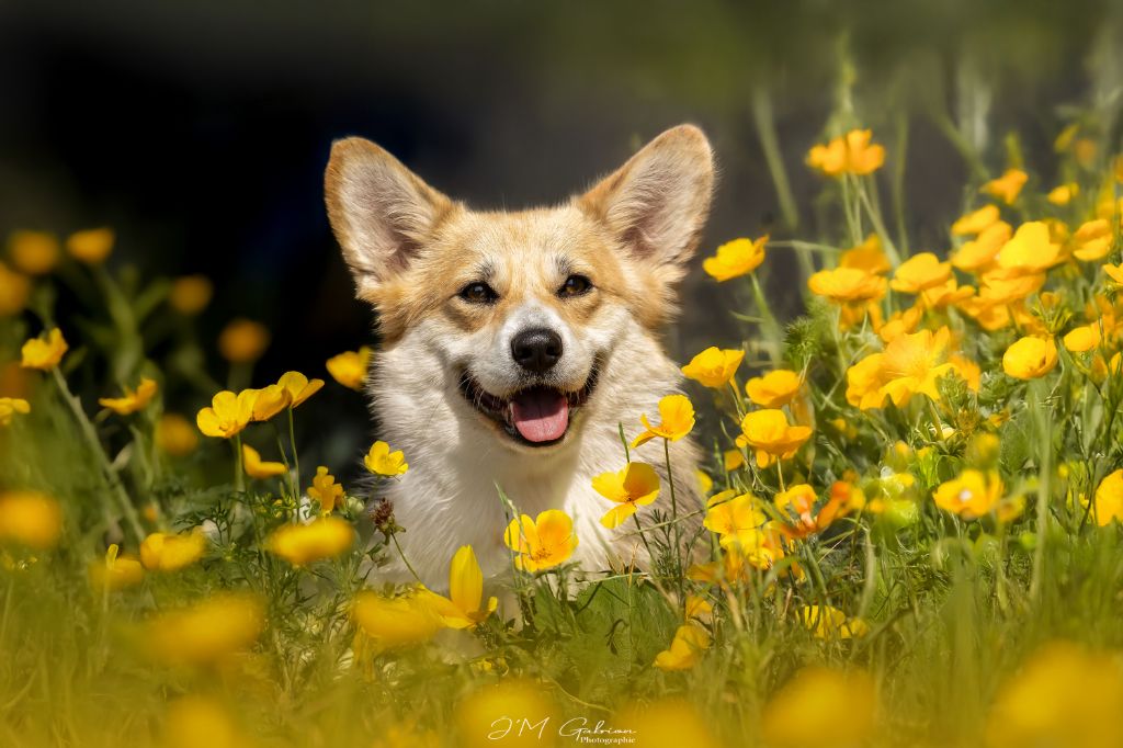 dorogoe udovolstvie West side story