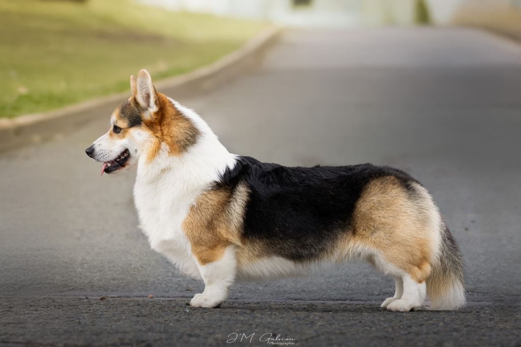 To be your noble knight Des Nifelupos