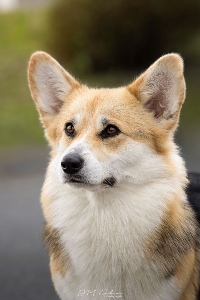 dorogoe udovolstvie West side story