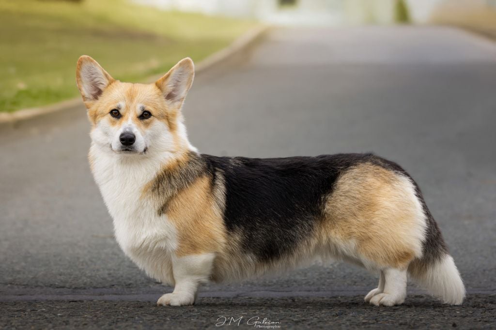 dorogoe udovolstvie West side story