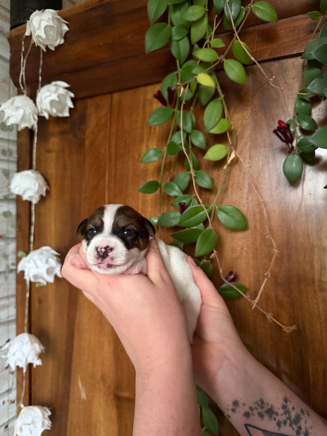 Male 1 - Jack Russell Terrier