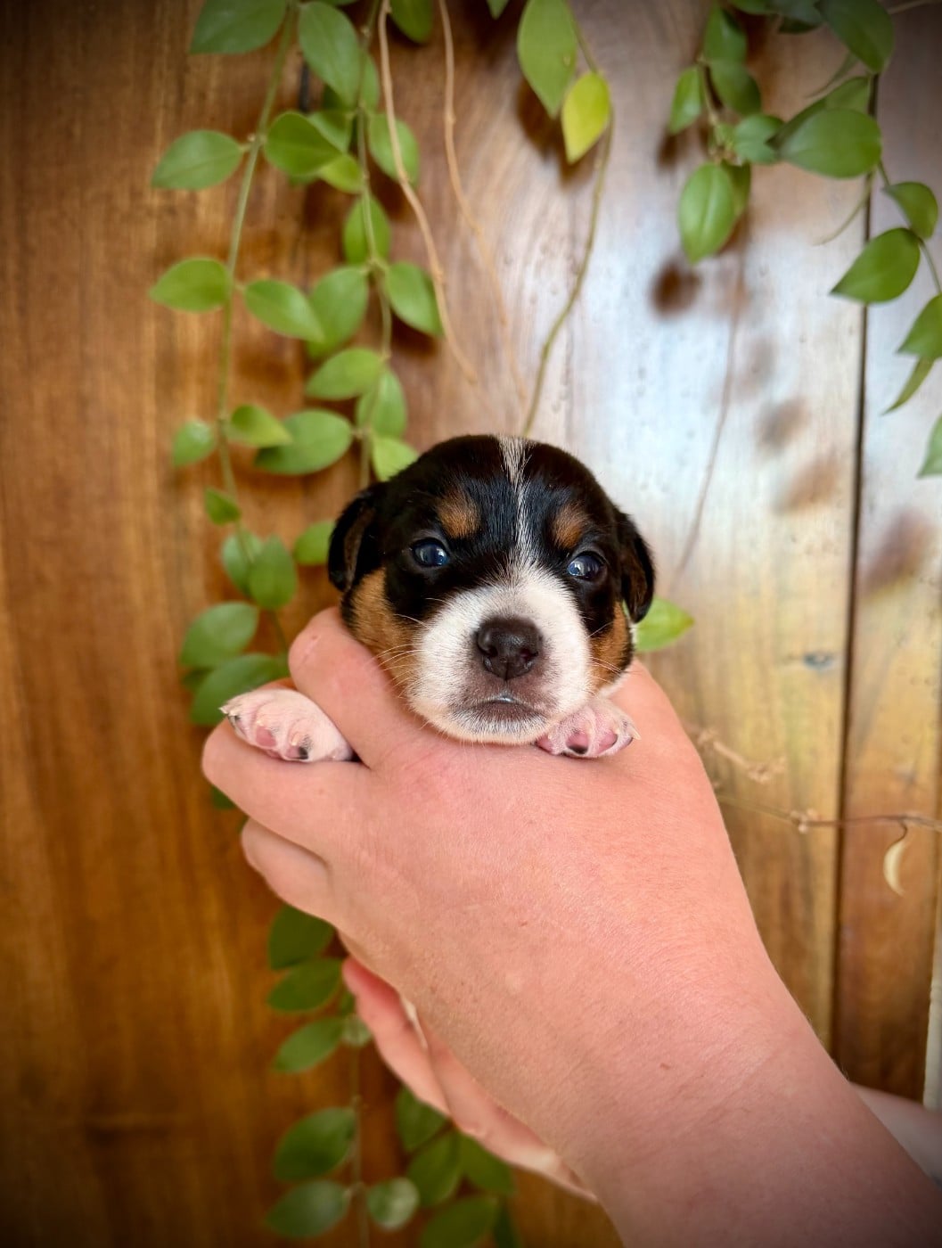 Jack Russell Terrier - De L'arche De Chambord