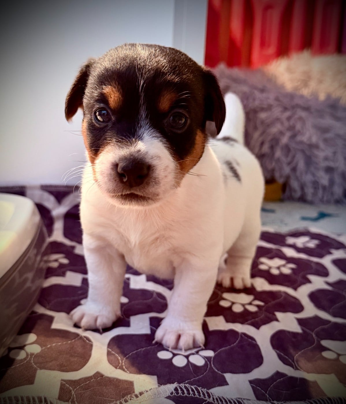 Jack Russell Terrier - De L'arche De Chambord