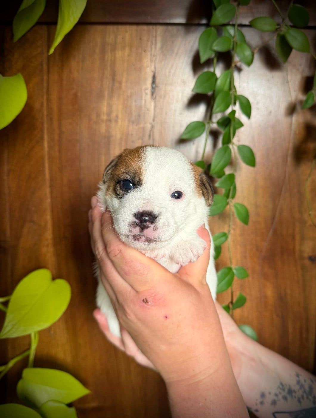 Jack Russell Terrier - De L'arche De Chambord